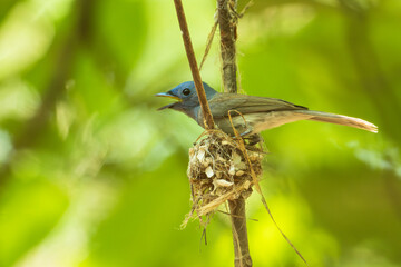 Black-naped Monarch (Hypothymis azurea) flycatcher parents bird is building a nest.Close up of blue bird in real nature in Thailand.