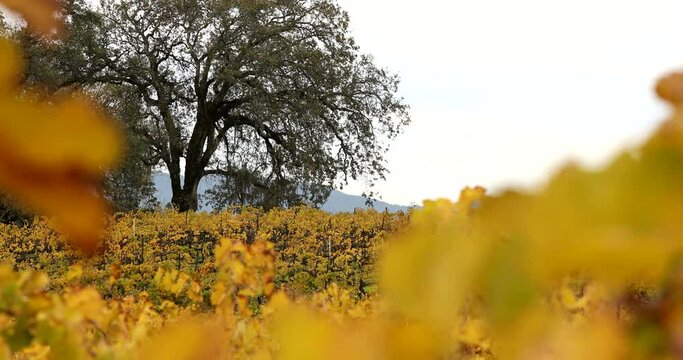 Grape vineyard in autumn fall colors on a cloudy day in Ukiah, California, USA.