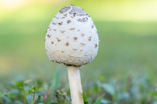 Chlorophyllum molybdites,  green-spored parasol, false parasol, green-spored lepiota and vomiter, is a widespread mushroom.  Kapiʻolani Regional Park，Honolulu Oahu Hawaii