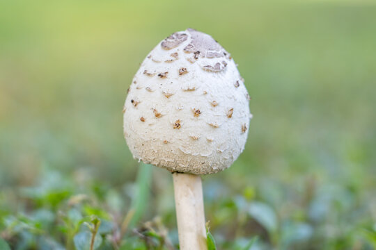 Chlorophyllum molybdites,  green-spored parasol, false parasol, green-spored lepiota and vomiter, is a widespread mushroom.  Kapiʻolani Regional Park，Honolulu Oahu Hawaii