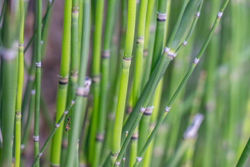 Equisetum hyemale, rough horsetail, scouring rush, scouringrush horsetail and, snake grass, family Equisetaceae. Diamond Head Rd, Honolulu Oahu Hawaii plant