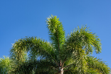 Wodyetia bifurcata, the foxtail palm, is a species of palm in the family Arecaceae, native to Queensland, Australia. Diamond Head Rd, Honolulu Oahu Hawaii plant