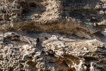 Alluvium / Sand and gravel, Salt weathering / Alcove (landform) Older dune deposits / Sand dunes / Well-sorted calcareous sand, Diamond Head Rd, Honolulu Oahu Hawaii geogoly.  two Stratum