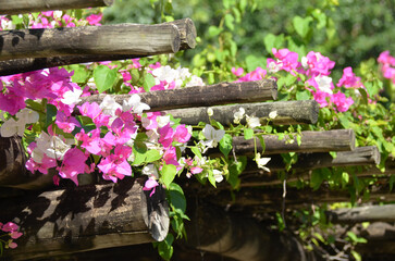 Detail of Flowers from a Bougainvillea Roof