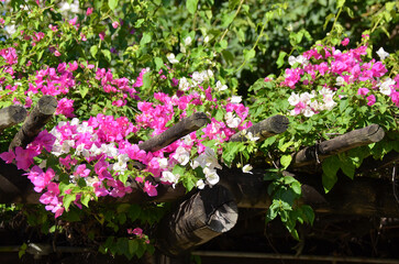 Detail of Flowers from a Bougainvillea Roof