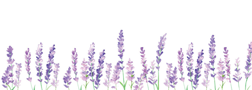 水彩画。水彩タッチのラベンダーイラスト。ラベンダーのベクターイラスト。夏のラベンダー背景。Watercolor painting. Lavender illustration with watercolor touch. Lavender vector illustration. Lavender background in summer.