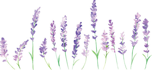 水彩画。水彩タッチのラベンダーイラスト。ラベンダーのベクターイラスト。夏のラベンダー背景。Watercolor painting. Lavender illustration with watercolor touch. Lavender vector illustration. Lavender background in summer. © necomammma