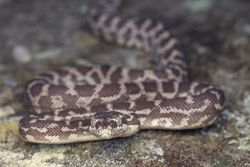 Obraz premium Australian Rough-scaled Python, Morelia carinata