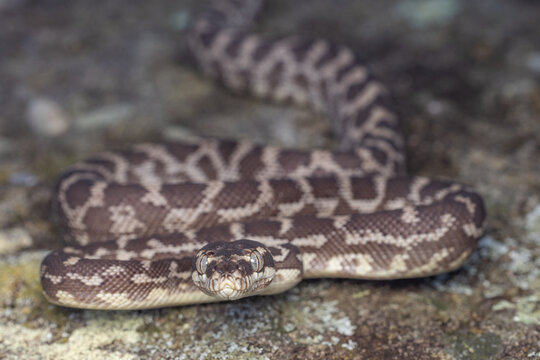 Australian Rough-scaled Python, Morelia carinata