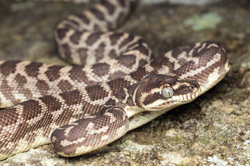 Australian Rough-scaled Python, Morelia carinata