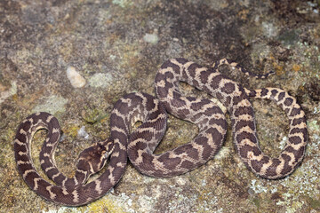 Australian Rough-scaled Python, Morelia carinata