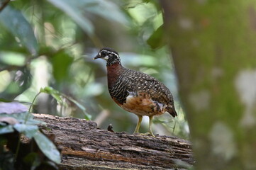 Sabah Partridge