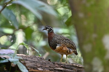 Sabah Partridge