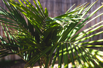 bangalow palm frond outdoor in tropical backyard with strong sunlight, at shallow depth of field