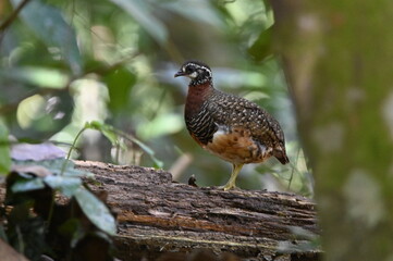 Sabah Partridge