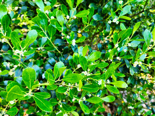 Ilex glabra ‘Shamrock’ – Shamrock Inkberry