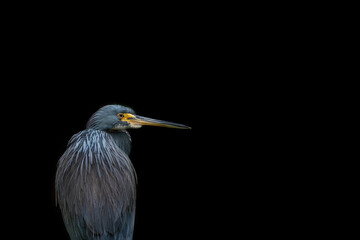 Tricolored heron on a black background with space for copy
