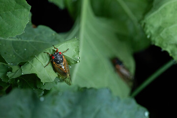 periodical cicadas