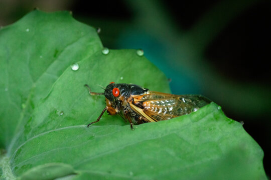periodical cicada