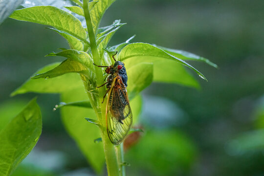 periodical cicada profile