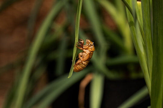 cicada shell profile