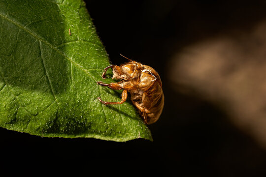 cicada shell lung