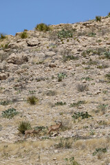 Barbary sheep herd in the wild
