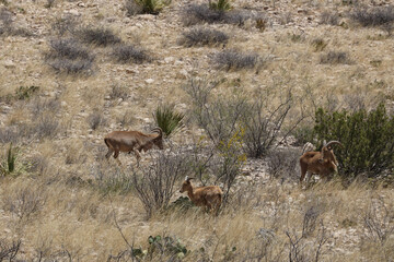 Barbary sheep herd in the wild
