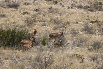 Barbary sheep herd in the wild
