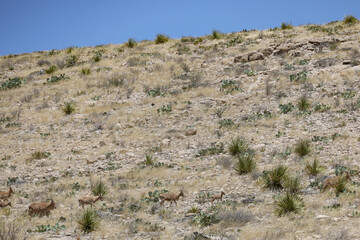 Barbary sheep herd in the wild
