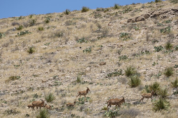 Barbary sheep herd in the wild
