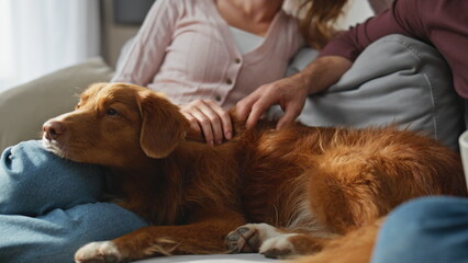 Relaxed pet owners sitting cozy couch enjoying weekend morning together close up