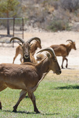 Obraz premium Barbary sheep herd 