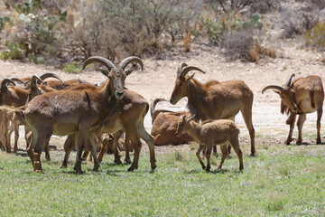 Barbary sheep herd in the wild
