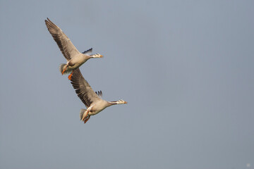 Obraz premium Bar-headed Goose flying in the sky