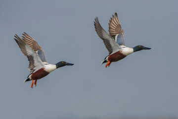Northern Shoveler ducks flying in the sky
