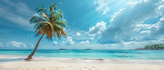 Fototapeta premium palm tree on tropical island beach wallpaper