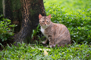 The Tabby in the park