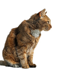 Obraz premium Cat with bowl,&nbsp;white background