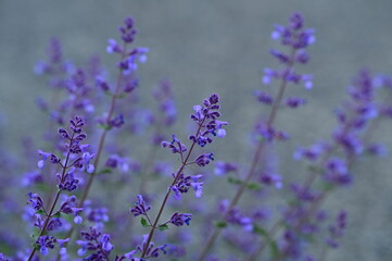 Gentle lavender