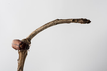 Fototapeta premium Large tropical beetle resting on tree branch after feeding