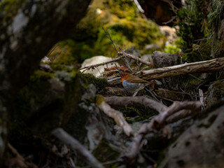 森の中の暗い木陰で地面に降りてエサを探しているコマドリの雄