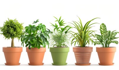 assortment of interior plants with decorative pots isolated on a white background