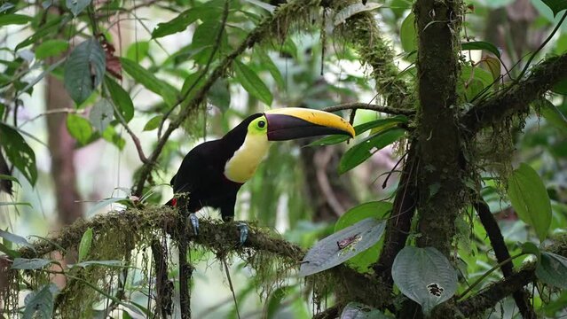 toucan on a branch and jump up twice to up branches