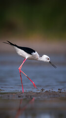 Elegant Black-Winged Stilt Wading in Shallow Water