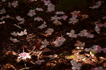 Beautiful pink blossoms in the park in spring, Victoria, BC, Canada