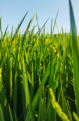 low angle  view of  grass and blue sky