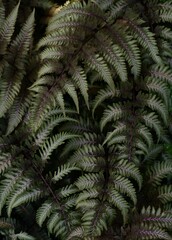Close up image of fern, botanical garden in Victoria, BC, Canada