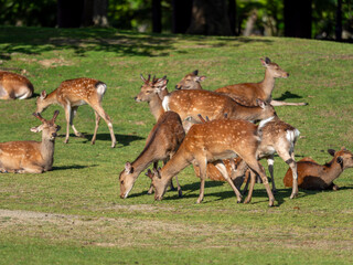 【奈良公園】芝を食べる奈良公園の鹿