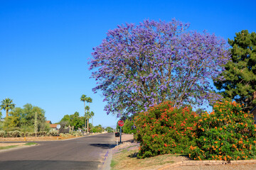 Blooming with purple flowers Jacaranda tree and overgrown shrub of Sparky Red Sparky Tecoma along...